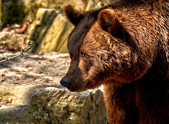 Bear, predator, furry animal, muzzle HD wallpaper