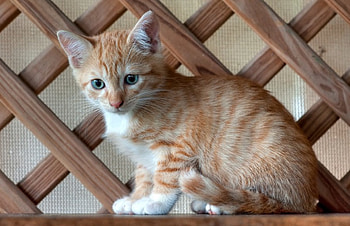 Kitty, kitten, cat, orange HD wallpaper