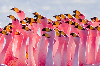 Animal, Flamingo, Bird, Pink, Birds HD wallpaper