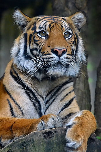 Beautiful close-up of a tiger displaying majestic stripes and intense gaze in the wild. HD phone wallpaper