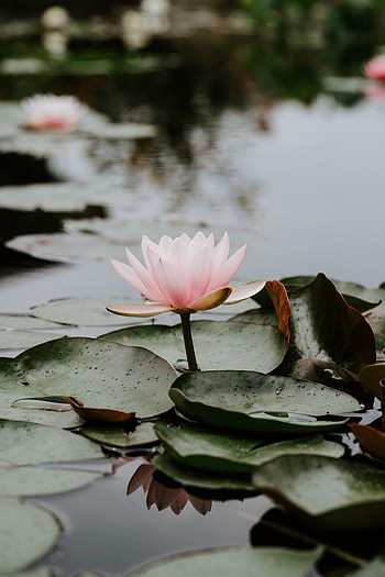 Flowers, Water, Leaves, Pink, Lotus, Drops, Bloom, Flowering HD phone wallpaper