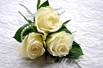 Flowers, Roses, Leaves, Registration, Typography, Composition, Three HD wallpaper
