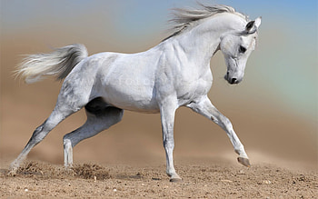 Animals, Horses HD wallpaper