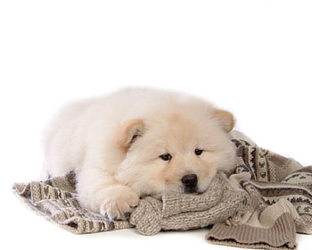 Cute pup, dog, cute, pet, animals HD wallpaper