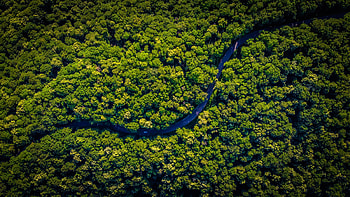 Nature, Trees, View From Above, Road, Forest, Winding, Sinuous HD wallpaper