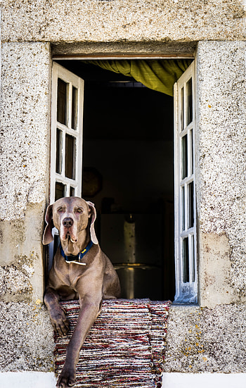 Animals, Dog, Muzzle, Window, Is Sitting, Sits HD phone wallpaper
