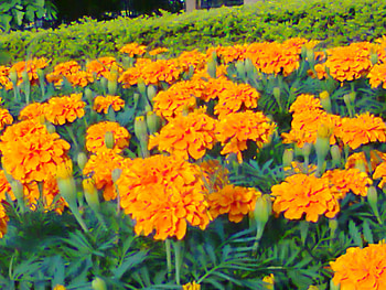 Flowers bed, nature, flowers, bed HD wallpaper