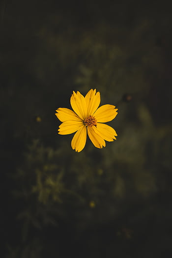 Macro shot of a vibrant yellow flower against a dark blurred background in natural light. HD phone wallpaper