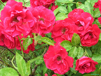 Plants, Flowers, Roses HD wallpaper