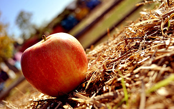 Fruits, Food, Apples HD wallpaper