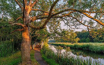 Path along the Canal, canal, path, bridge, grass, Netherlands, tree HD wallpaper
