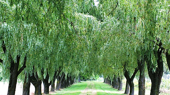 Weeping willow , Nature's allure, Serene scenery, Delicate beauty HD wallpaper
