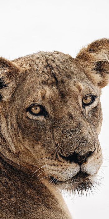 Lioness Portrait, Animal, lion HD phone wallpaper