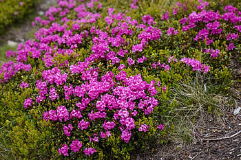 Bujor de munte(Rododendron), soare, senin, munte, vara HD wallpaper