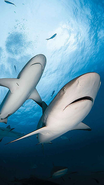 Shark, Fish, Shark Fish HD phone wallpaper