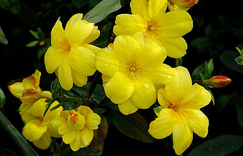Flowers, Drops, Close-Up, Freshness, Balsams, Balsamins HD wallpaper