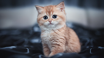 Adorable kitten, Innocent and cute, Little furball, Precious baby HD wallpaper