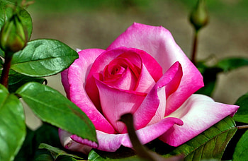 Lovely pink rose, buds, garden, beautiful, nice, summer, rose, pink, leaves, delicate, pretty, petals, single, nature, flowers, lovely HD wallpaper