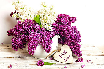 PURPLE AND WHITE LILACS, LILACS, FLOWERS, WHITE, PURPLE HD wallpaper
