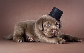 Animals, Dog, Puppy, Labrador, Hat HD wallpaper