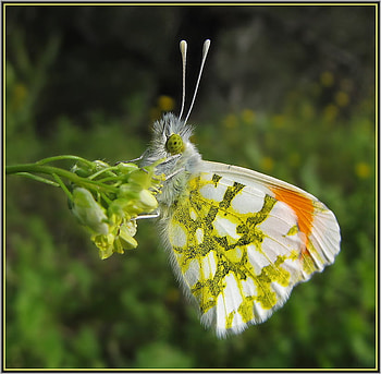 butterfly, colourful, nature, flower HD wallpaper