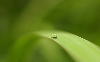 Macro, Blur, Smooth, Surface, Sheet, Leaf, Drop HD wallpaper