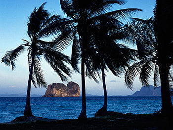 Tropical Wind, wind, tropical, nature, palm trees, ocean, beach HD wallpaper