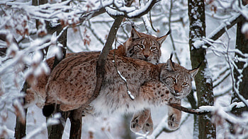 Bobcat beauty, Snowy landscape, Majestic trees, wildlife HD wallpaper