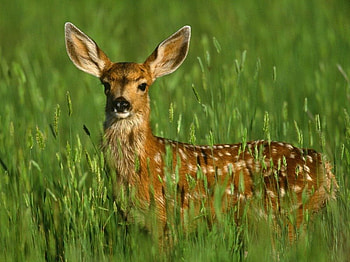 Deer, animals HD wallpaper