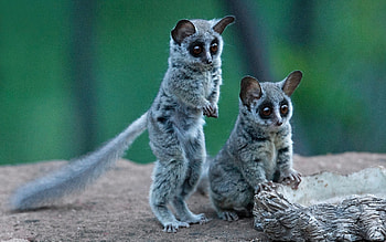 Galago, animal, , tail HD wallpaper