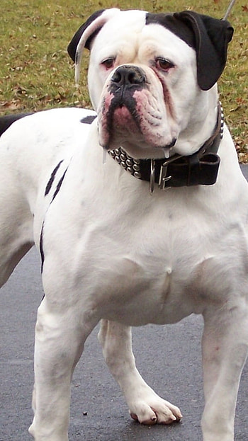 American Bully, White, Dog, dog breeds HD phone wallpaper