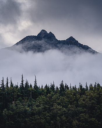 Landscape, Nature, Trees, Clouds, Mountain, Fog HD phone wallpaper