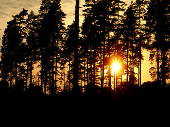 Trees, Sunset, Sun, Dark, Silhouettes, Evening HD wallpaper