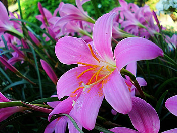 Flowers, Lilies, Greens, Garden, Stamens HD wallpaper