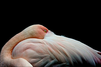 Good Night, pink, black, stork, beaut, sleep HD wallpaper