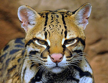 Beautiful-Ocelot-Cat, cute, beautiful, ocelot-cat HD wallpaper