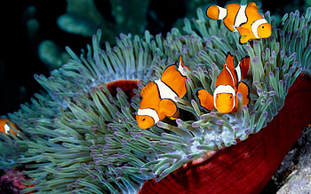 Exquisite clownfish, Sea creatures, Oceanic wonders, Underwater graphy HD wallpaper