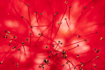 Flower, Macro, Close-Up, Stamens, Anthers HD wallpaper
