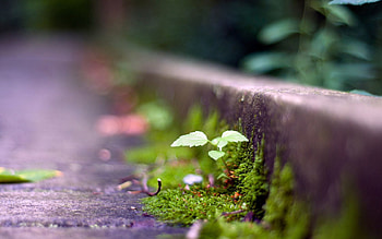 Grass, Macro, Dark, Shine, Light, Moss HD wallpaper