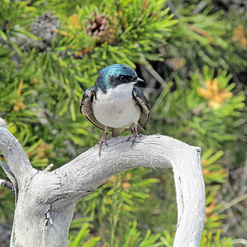Swallow, Nature's beauty, , Bird in its habitat HD phone wallpaper