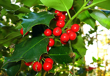 Rama de acebo, holiday, acebo, christmas, red, ornament HD wallpaper