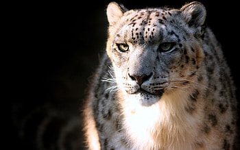 Animals, Snow Leopard, Muzzle, Predator, Big Cat HD wallpaper