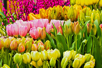 Fresh flowers, colorful, tulips HD wallpaper