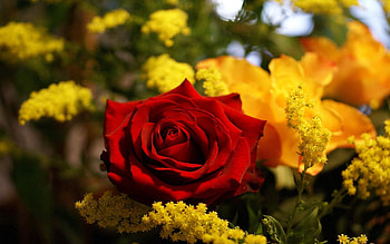 Flowers, Bright, Rose Flower, Rose, Mimosa, Mimosas, Scarlet HD wallpaper