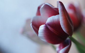 Tulip, nature, macro, flower HD wallpaper
