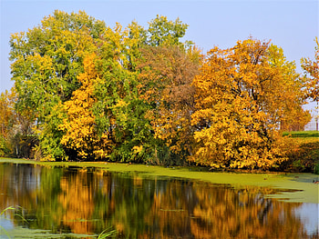The lake guardians, autumn, trees, reflection, lake HD wallpaper