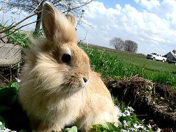 Animals, Rabbits HD wallpaper