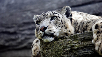 Snow leopard HD wallpaper