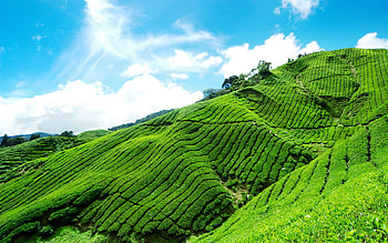 Coffee plantations, Green hill allure, Blue sky serenity, Natural beauty HD wallpaper