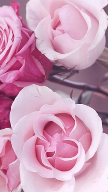 Beautiful Rose, Pink Roses HD phone wallpaper